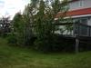 Yard - back