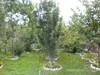 Fruit trees